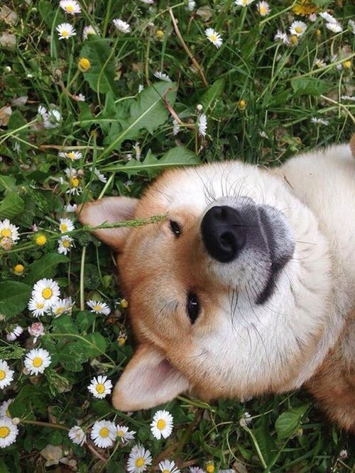 wolfechevrolet's tweet image. &quot;What if I never find out who&apos;s a good boy?&quot; #DeepDogThoughts