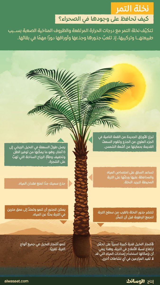 Alwasaet's tweet photo. كيف يمكن لأشجار النخيل الكبيرة البقاء حيّة والصمود في الصحراء؟ 
الجواب موجود في هذا التصميم المعلوماتي.
#انفوغرافك https://t.co/yKZDyvAFjy