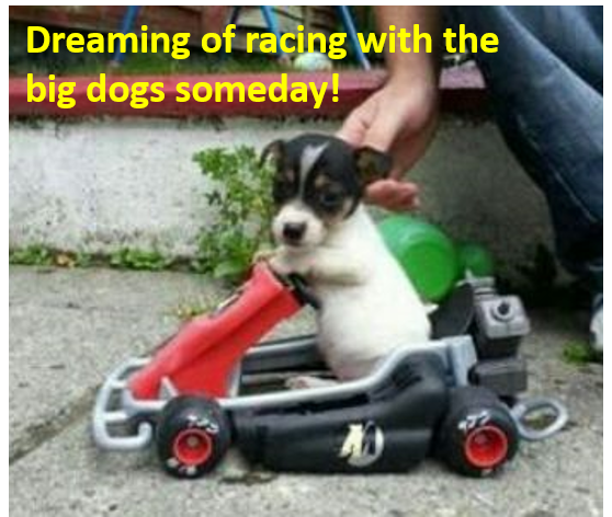 dynocams's tweet photo. Happy humpday! #DynoCams #CutePuppyKarting https://t.co/Y8tx9Di8GI