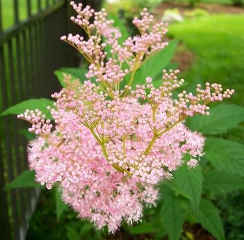 Лабазник посадка и уход. Лабазник "venusta". Лабазник венуста. Таволга вязолистная. Лабазник венуста магнифика.