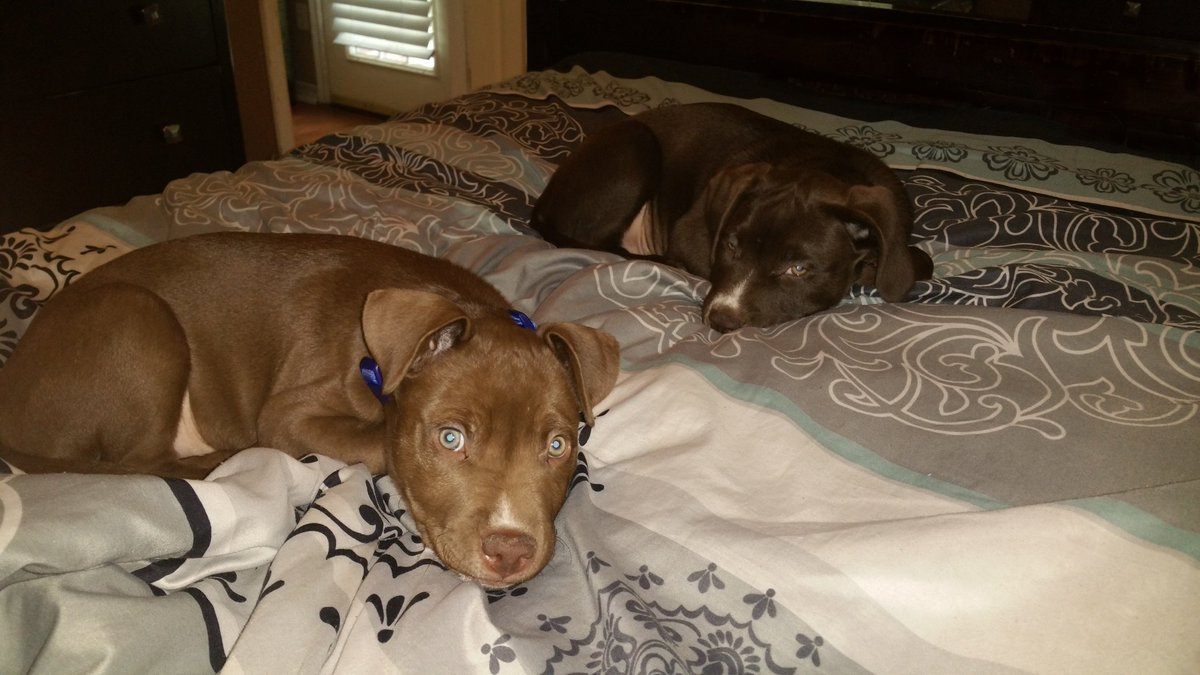 nikkibayouth's tweet photo. These 2 puppies are so adorable.π They lβ€ve to cuddle (and nap π). #FosterPup #AdoptDontShop #ARFtulsa https://t.co/p0AtlY9zQH
