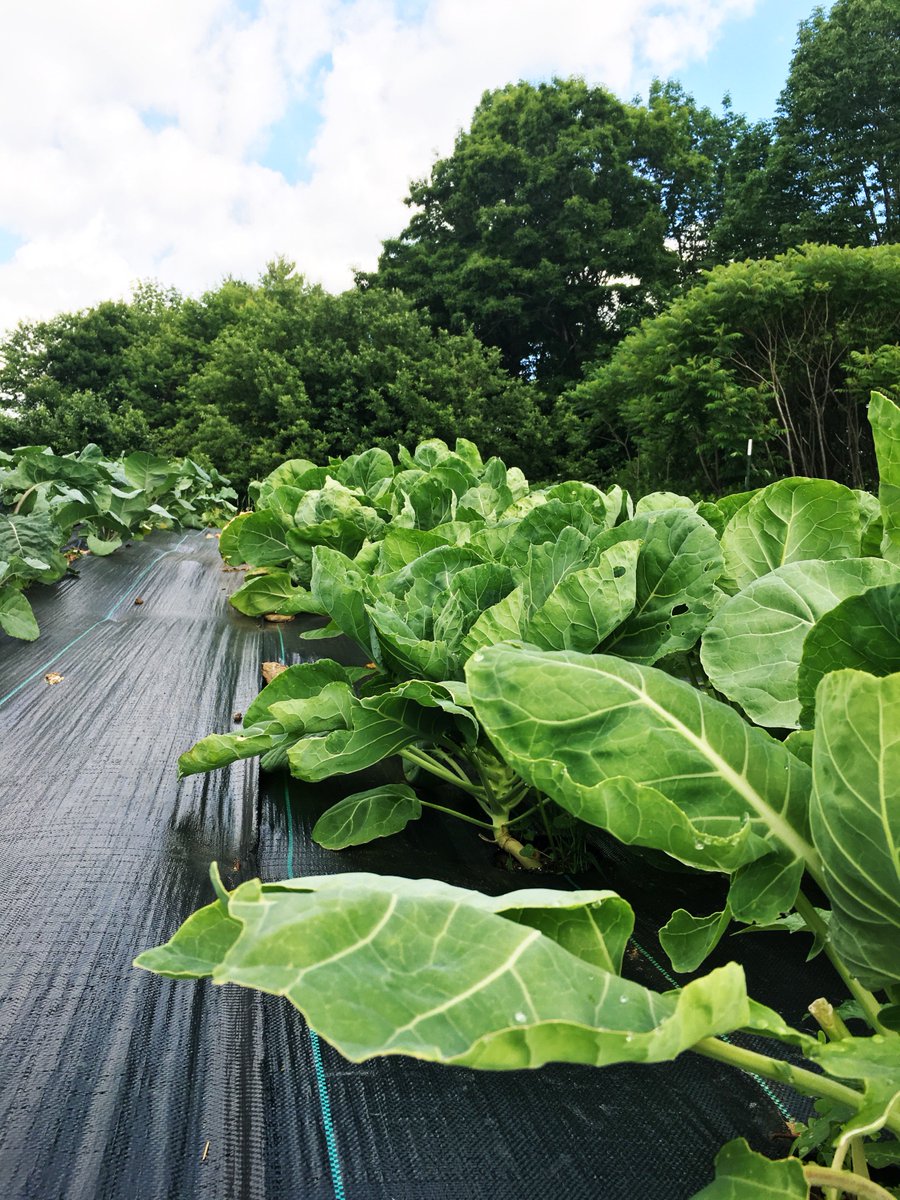 oldehaven's tweet photo. Garden pic for the day. :) #FarmingIsTheLifeForMe #Gardening #GrowWhatYouEat https://t.co/TvJwGGfO9t