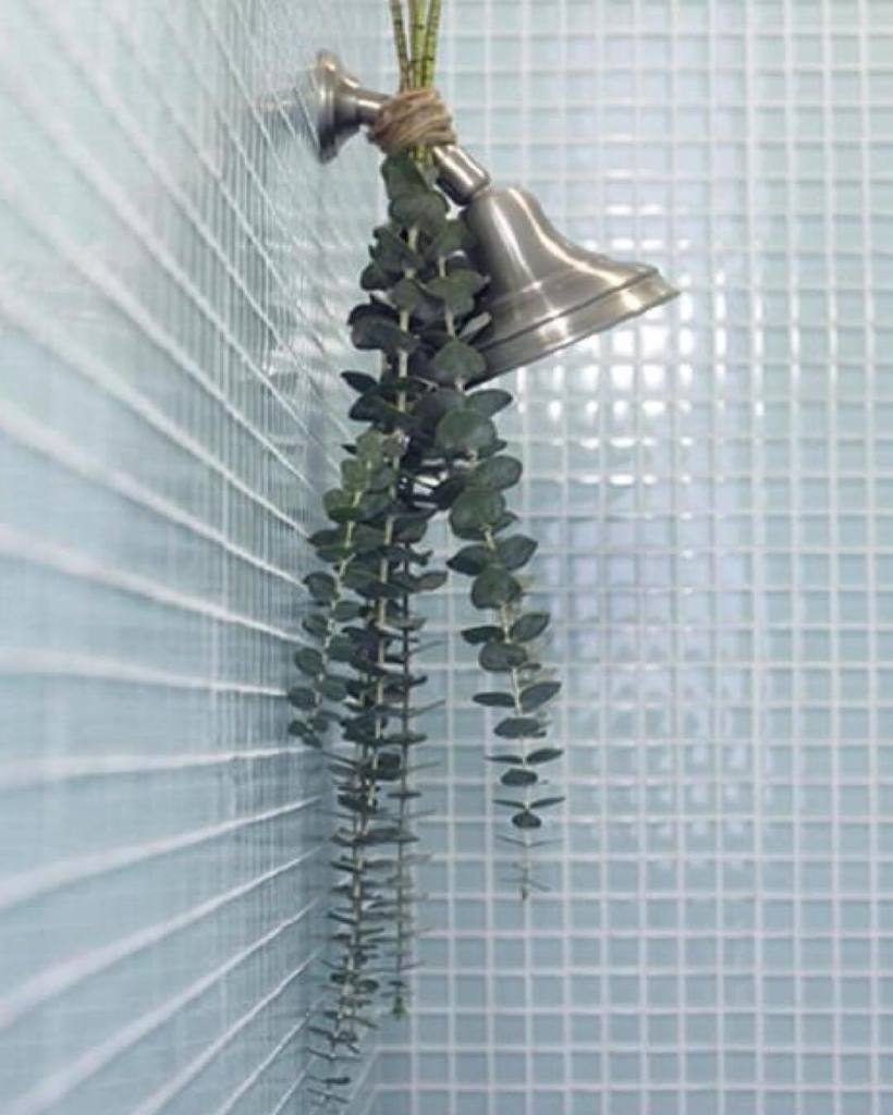 AllianceLiving's tweet photo. Hang eucalyptus in the shower for natural aromatherapy #WednesdayWisdom #ShowerHacks #AllianceLiving πΏ https://t.co/N4vKOsaLWz