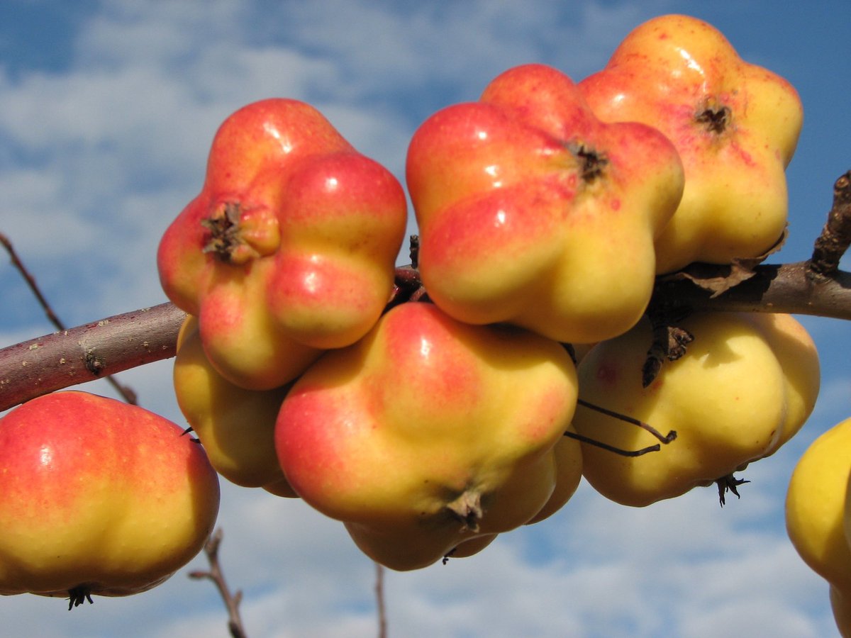 UglyFruitAndVeg's tweet photo. Our Friend @mr_plantgeek Shares The Most Amazingly Odd (but grown that way) Apistar Apple! 😍🍎🍎🍎🍎🍎✨ https://t.co/4LYlhPkogI