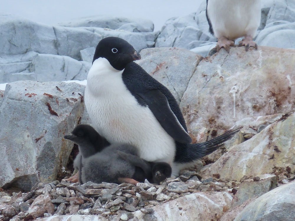 EurekAlert's tweet image. Penguin population could drop 60% by end of the century bit.ly/292K8WV via @UDResearch @EurekAlertAAAS