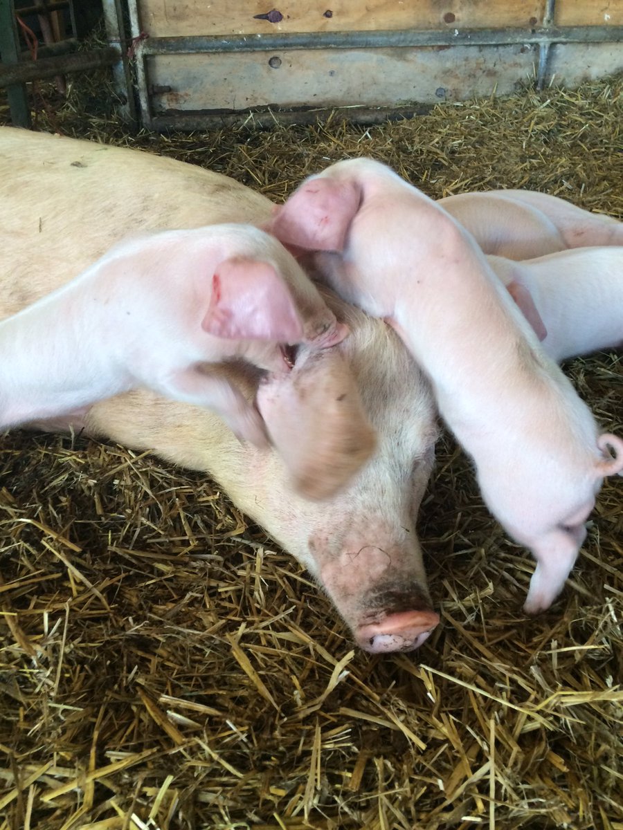 BritishLopPigs's tweet photo. Poor mummy doesn't want to play anymore #pigs #piglets #childrenproblems #annoying https://t.co/gEzGkC5uhn