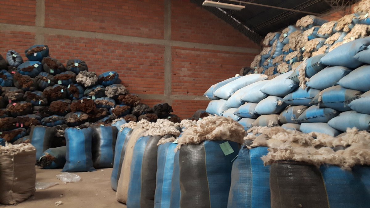 Ninoskagh's tweet photo. #COPROCA empresa propiedad ganaderos de Alpaca, cubre toda la cadena y busca ampliar mercado,1er contacto @Agriterra https://t.co/geAMvN04Wj
