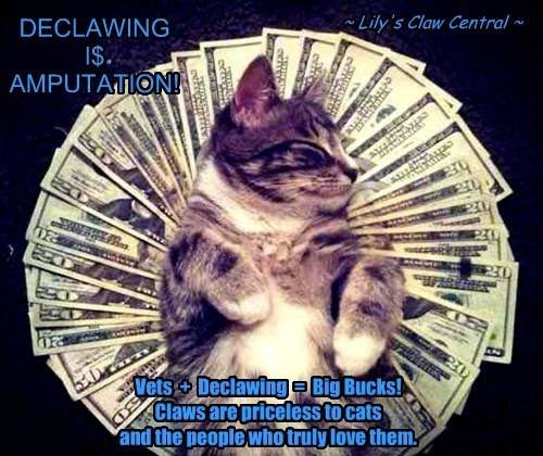 DeclawVetsRevil's tweet photo. Veterinarians who declaw do it for #ProfitsOnly People who have it done are #Blind #LoveMYfurniture https://t.co/hDcYH0Njnj