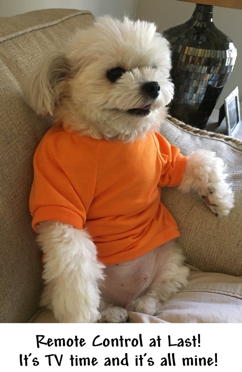 #TODAYPets Remote control at last! It's TV time and it's all mine! #BarneyToTheRescue