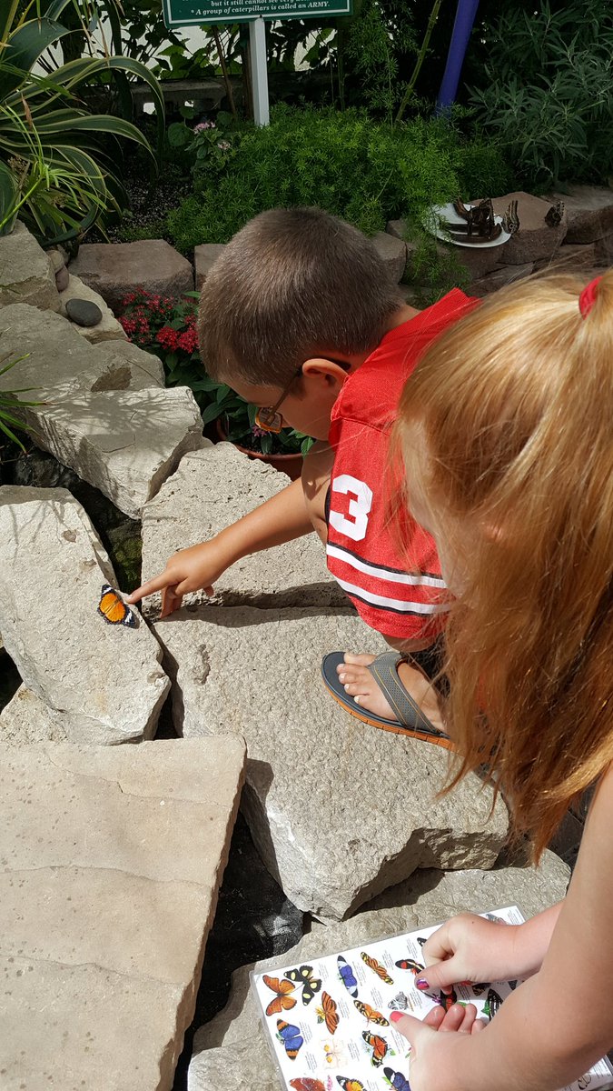ourstbschool's tweet photo. Camp Brain field trip to the Butterfly House in Whitehouse. #stbonifaceschool #stopsummerbraindrain #catholicschool https://t.co/XB0hjRrSdC