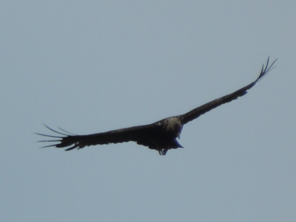 LodgeCoaches's tweet photo. @LodgeCoaches Golden Eagle seen on The Isle of Islay https://t.co/tNyl8Rb4iG