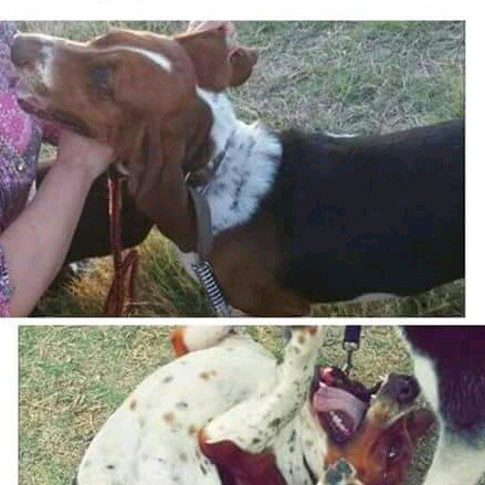 La Nota Positiva (@lanotapositiva) on Twitter photo SE BUSCA BASSET HOUND #Coacalco <a href="/rescatamx/">Rescata México</a> <a href="/RescateAnimal/">Rescate Animal</a> <a href="/fellpudito/">Israel González</a> <a href="/G_a_b_s/">Gabs….</a> <a href="/OvarioDeEva/">LaMamáDeLosPerritos🦋</a> <a href="/BRIMENDEZLM/">TU MIRADA</a> <a href="/JerrxG13/">Jerrx Galicia</a> SE BUSCA BASSET HOUND #Coacalco <a href="/rescatamx/">Rescata México</a> <a href="/RescateAnimal/">Rescate Animal</a> <a href="/fellpudito/">Israel González</a> <a href="/G_a_b_s/">Gabs….</a> <a href="/OvarioDeEva/">LaMamáDeLosPerritos🦋</a> <a href="/BRIMENDEZLM/">TU MIRADA</a> <a href="/JerrxG13/">Jerrx Galicia</a>