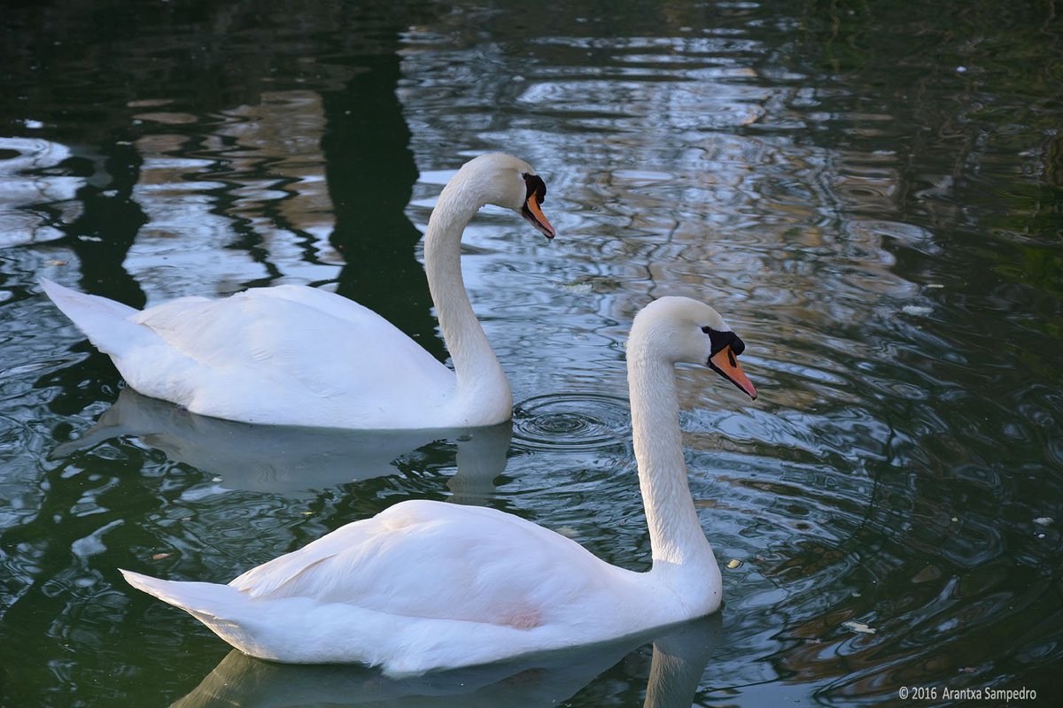 aransampedro's tweet image. Cygnus olor | Mi Otra Mirada goo.gl/n94ZHD #cisnes #fotografía #photography @ComparteMiradas @fotosdetodo