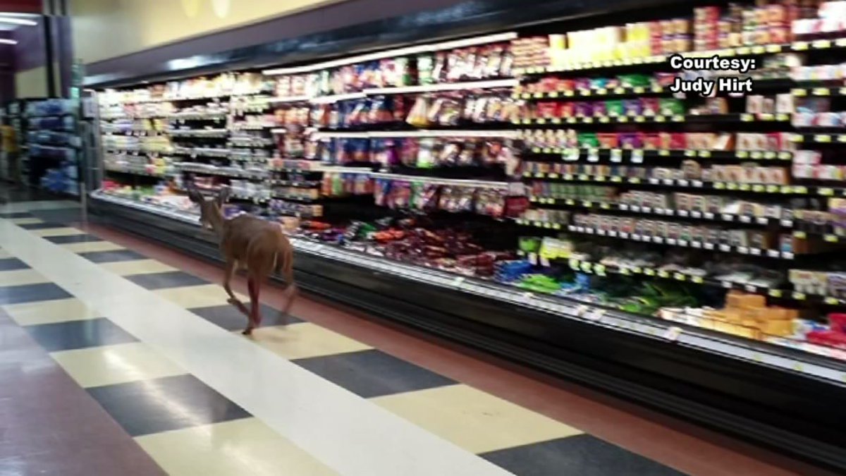 6abc's tweet photo. Deer walks into grocery store, lies down beside booze https://t.co/qu232mWfsY https://t.co/POJcoH0XYr