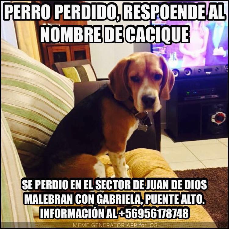 karengbaez's tweet photo. si lo ven, que lo retengan y lo vamos a buscar a la hora que sea. por favor +56956178748 https://t.co/iEs6UT1GCa