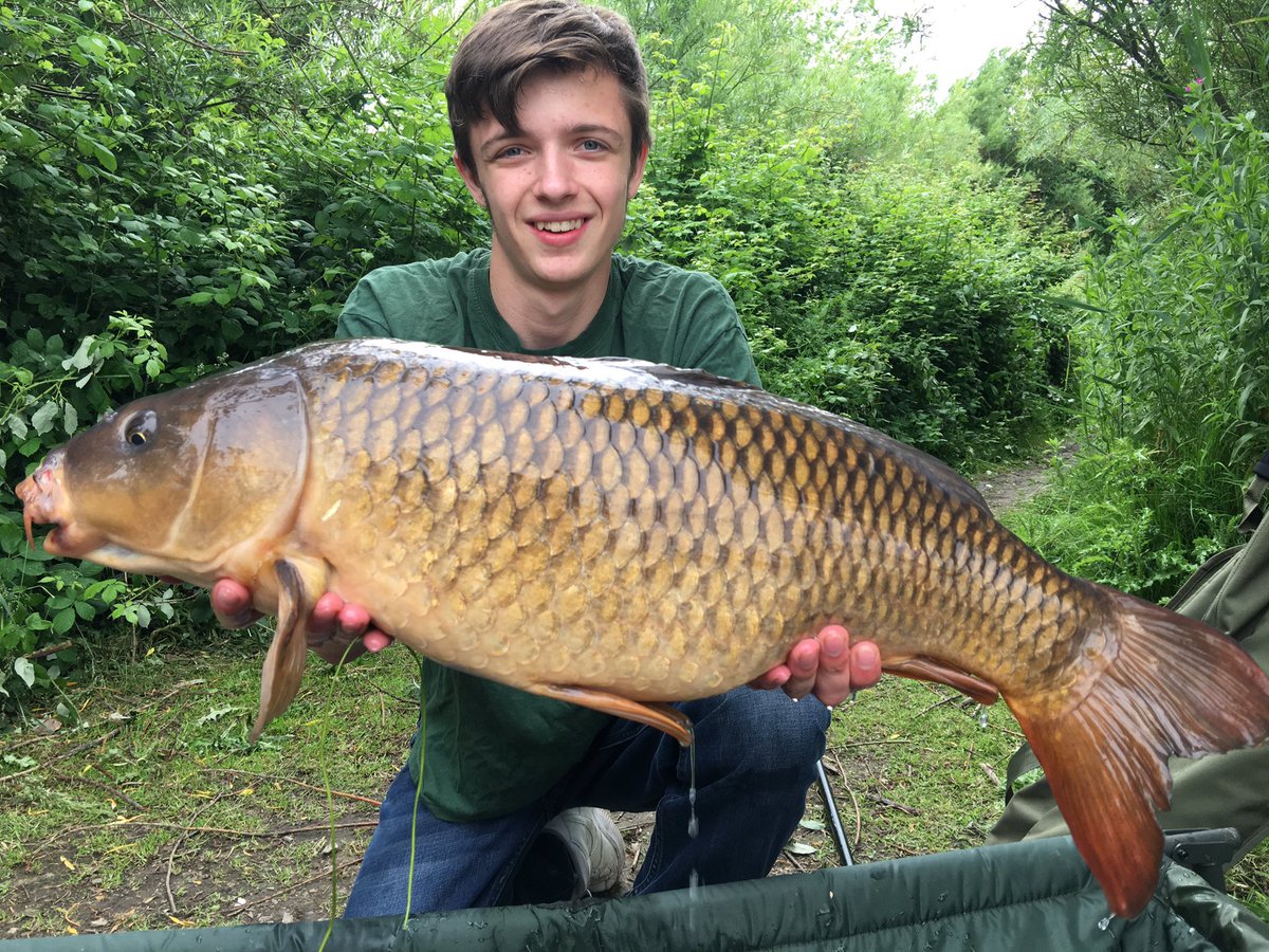 Dom_Baird98's tweet photo. A lovely spawned out common from the birch caught on #ProBaitsUK squid and orange snowman first of the session! https://t.co/Xc2Xp1GGpB
