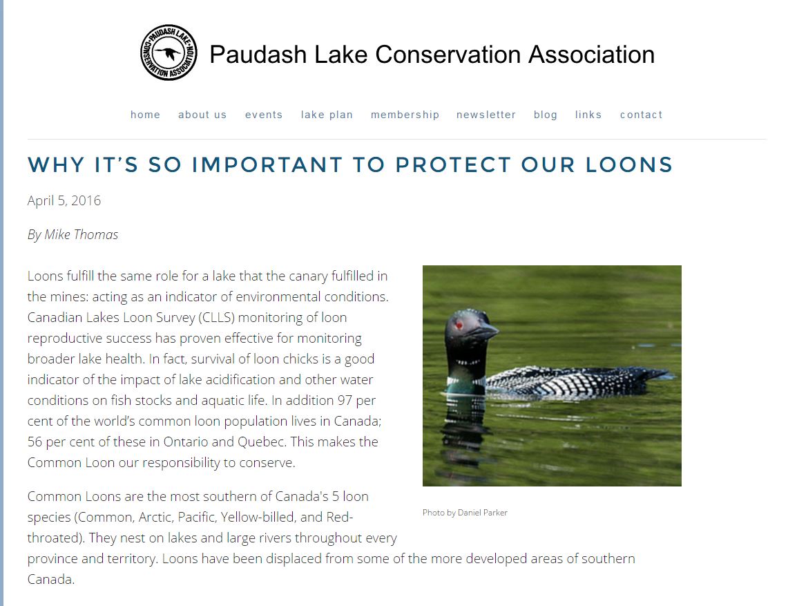 Volunteer4Birds's tweet image. THX Mike! Why it’s so Important to Protect R Loons ow.ly/fLCt301JimG #Paudash #Cottage birdscanada.org/loons