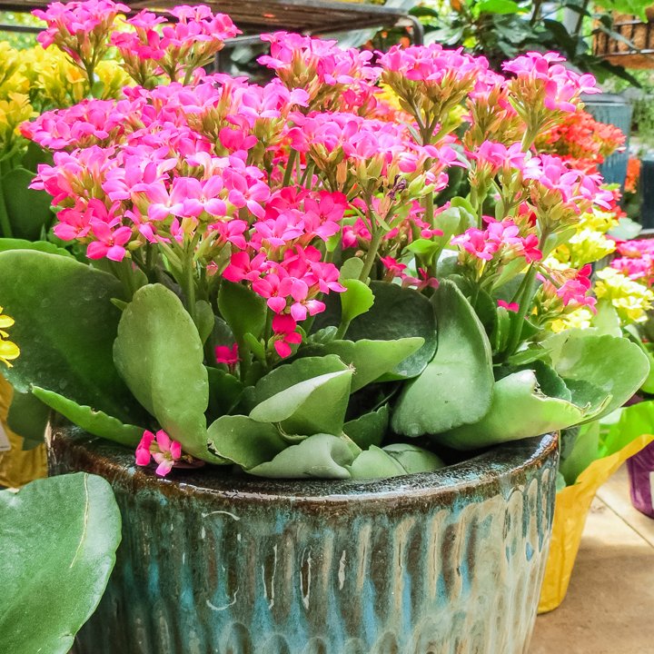 A big shipment of Kalanchoe just arrived! Pink, white, orange, yellow &amp; red! Bright and beautiful!
