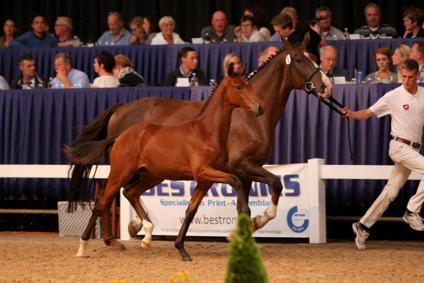 horsesnl's tweet photo. Nieuws -  Nieuwe selectiedata SELL Veulenveiling Brabant bekend https://t.co/vbeteIFl2c https://t.co/E6PDOzkd2P