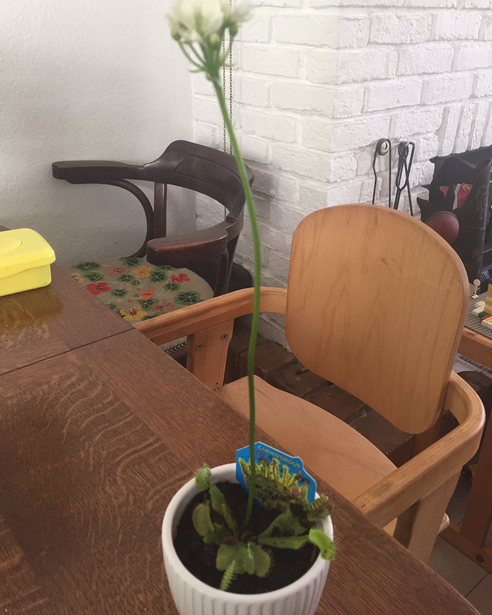 _mlvdm_'s tweet photo. Heb ik weer, cadeautje van zoon; vleesetende plant #gohleukzeg #plant #eetvlees #haddenzegeenvegaplant @VegaSlager https://t.co/Onw9sLKyDh