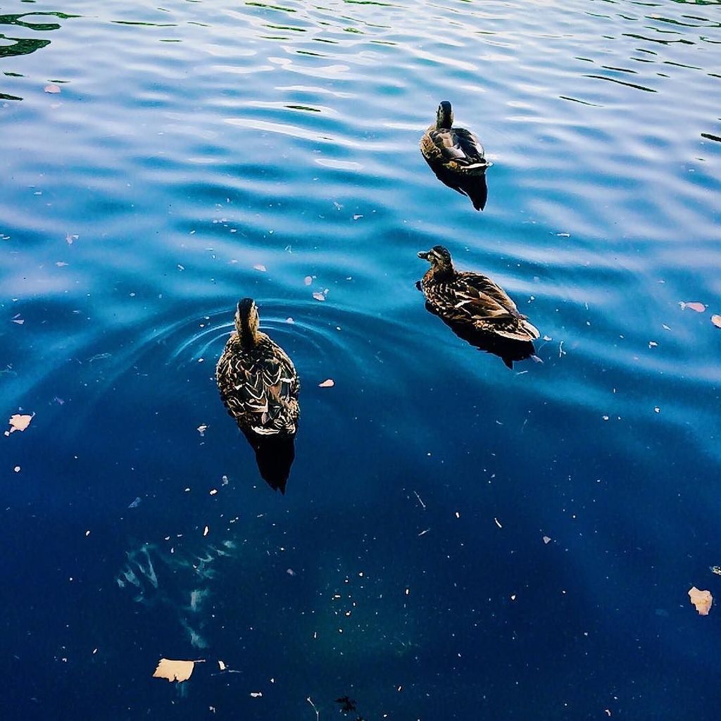 AlisonKleinert's tweet photo. First official day of summer for my boys.  I cannot believe that I have only ONE more year… https://t.co/dhltFwY36y https://t.co/GF9lax8BkH
