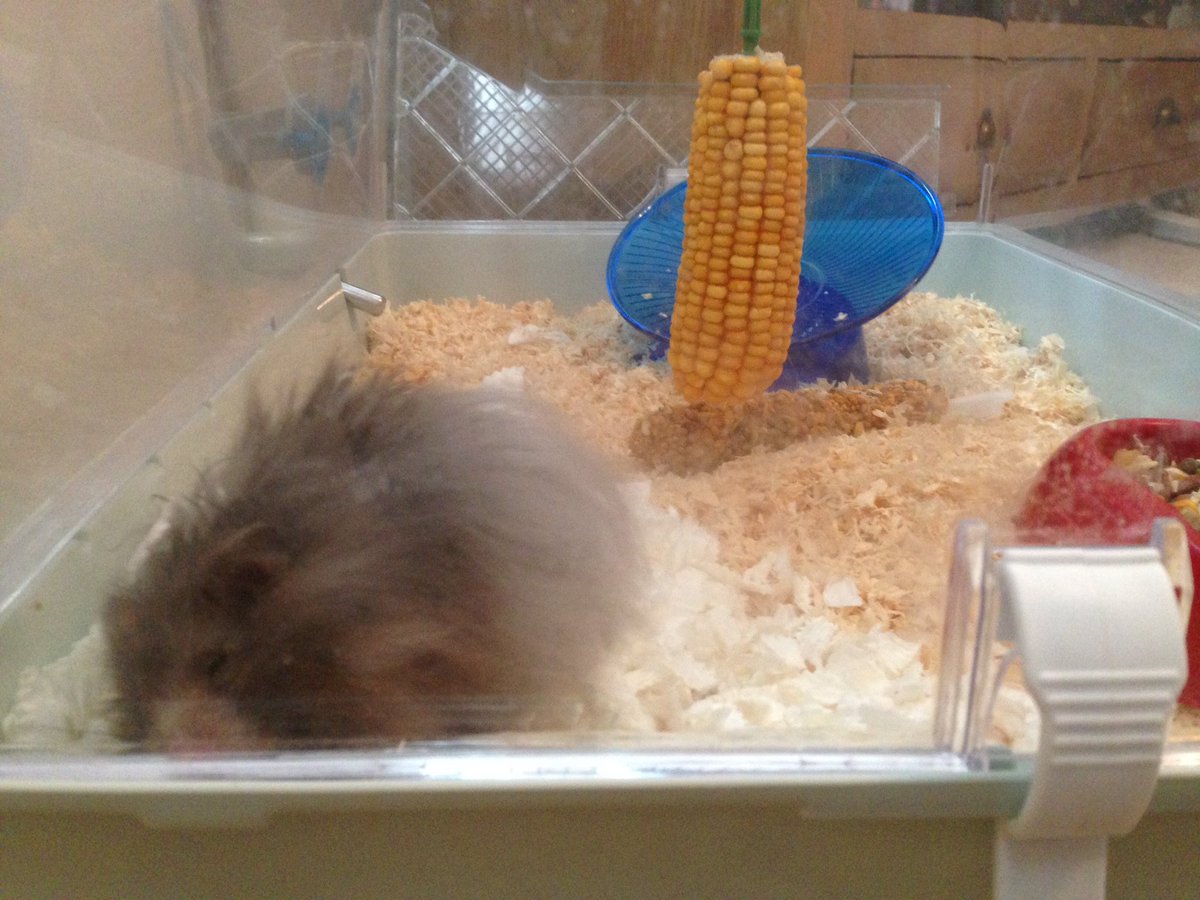 What time do you call this? I didn't ask for an alarm call. At least my beds been made for me. Hx