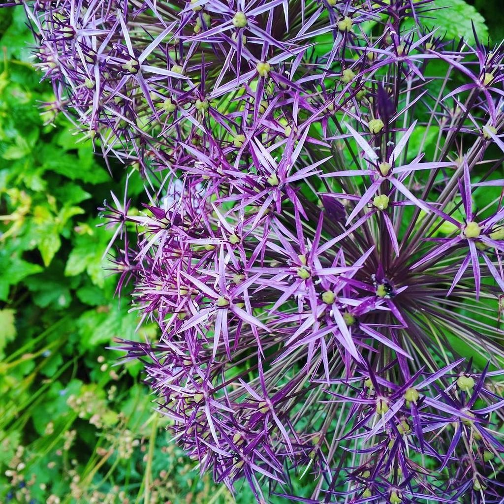 AlfristonNT's tweet photo. Stunning alliums in the box tree garden behind the house #flowers #garden #gardening #pretty #purple #nature #alfri… https://t.co/qOEDO6WMOt