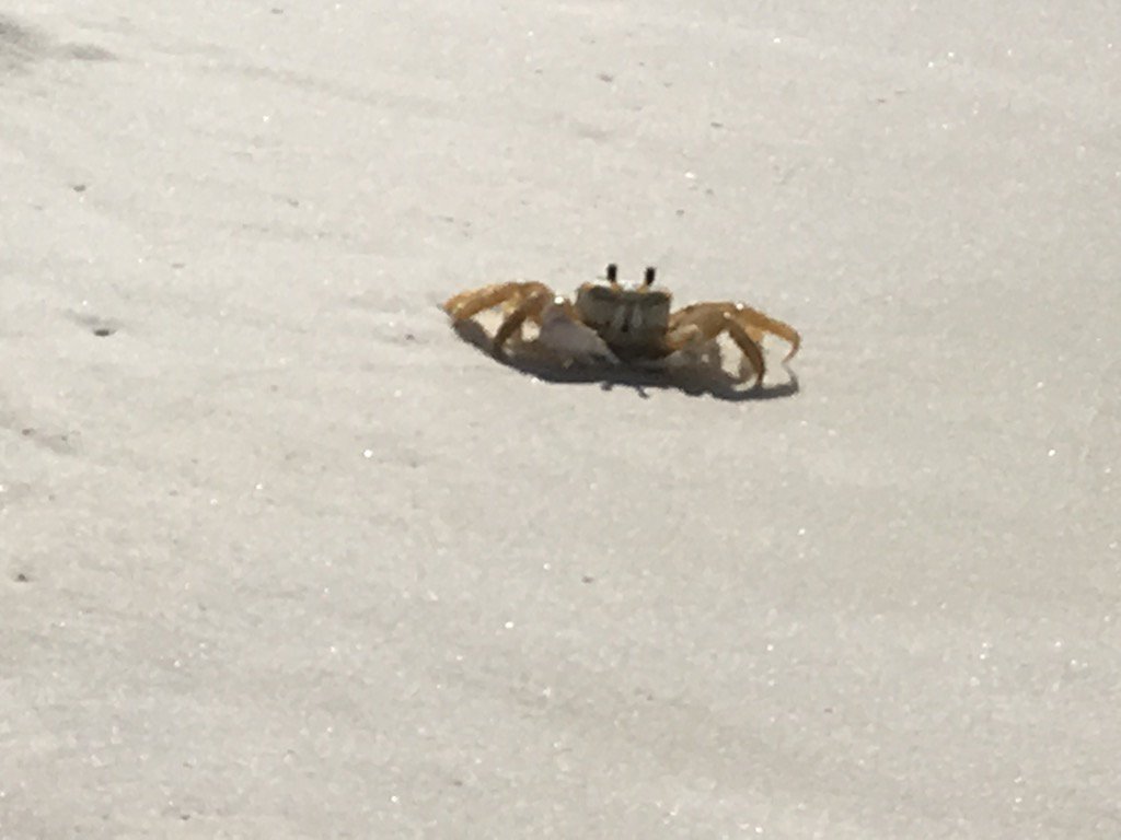GCalvery7's tweet photo. Met this cutie on our beach walk early this morning! #2016Vaca https://t.co/1u782QBTFZ