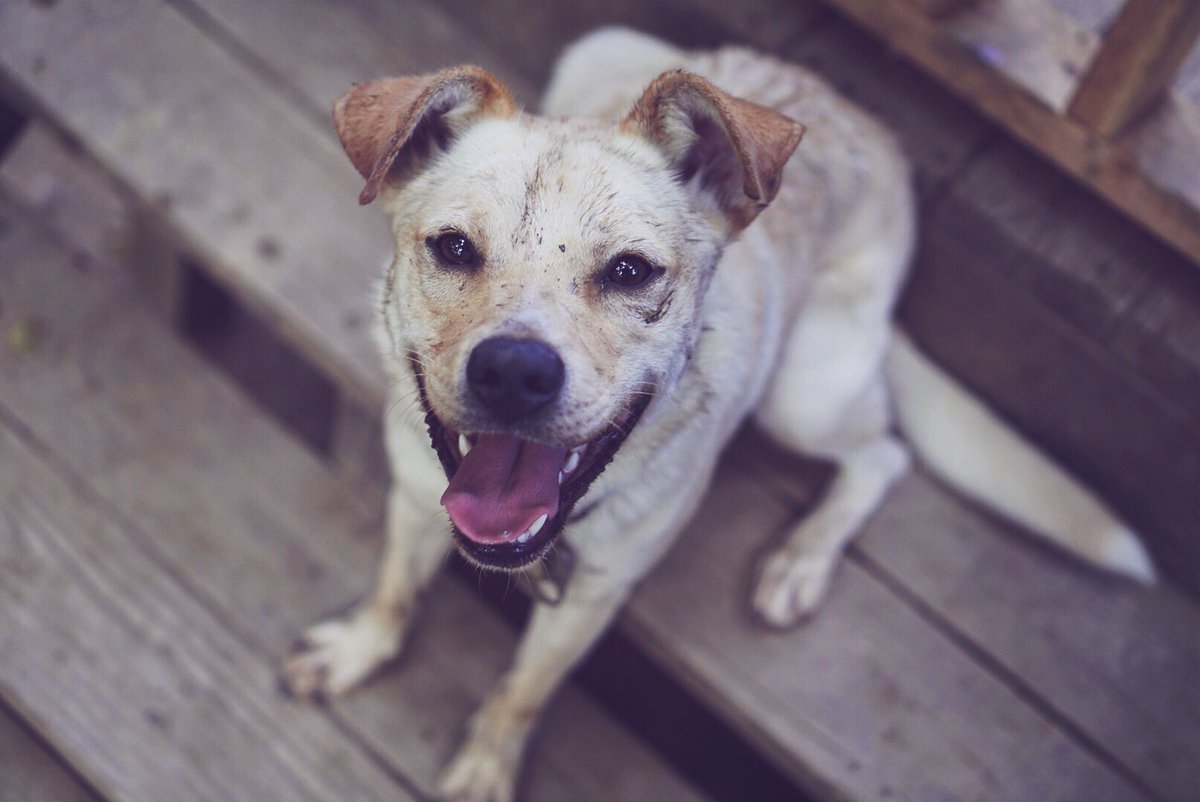 scholarlystrays's tweet photo. Working his way through obedience school with modeling gigs! Salvy is available for adoption now! https://t.co/VjikCRsNRM