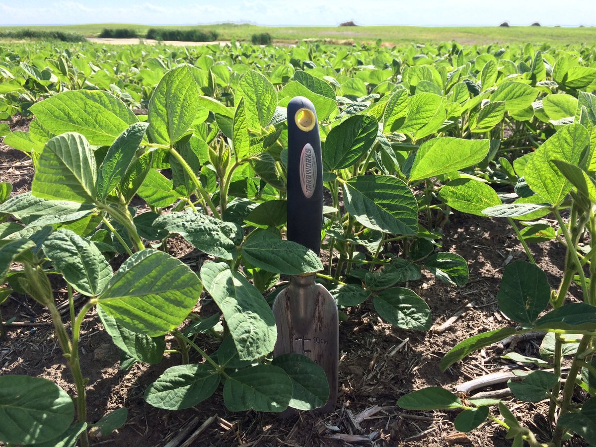 erindawnjackson's tweet photo. Viper tank mixed with roundup keeping these DEKALB soybeans nice and clean! #spraymisstrial #multiplemodesofaction https://t.co/iB4ikbZksM