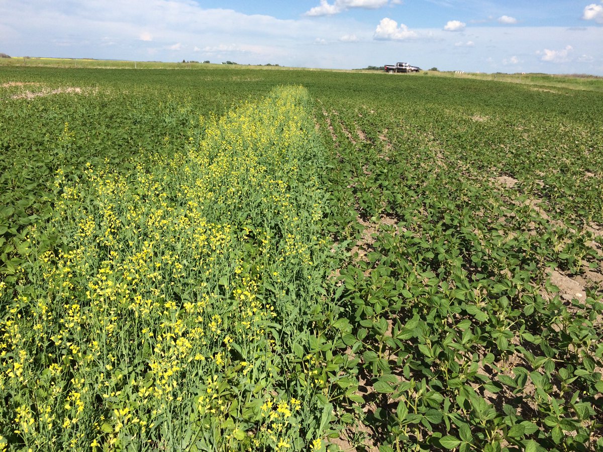erindawnjackson's tweet photo. Viper tank mixed with roundup keeping these DEKALB soybeans nice and clean! #spraymisstrial #multiplemodesofaction https://t.co/iB4ikbZksM