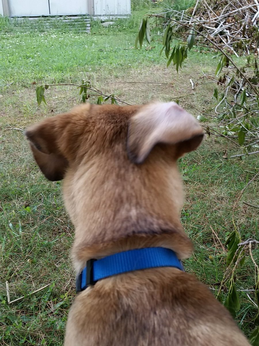ZairTinyDog's tweet photo. Try a stylish flop ear! #fashen https://t.co/NuC1NZWqxi