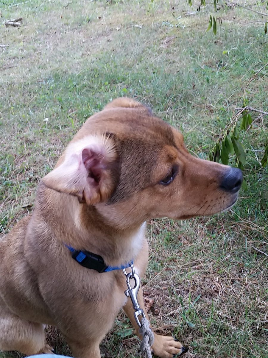 ZairTinyDog's tweet photo. Try a stylish flop ear! #fashen https://t.co/NuC1NZWqxi