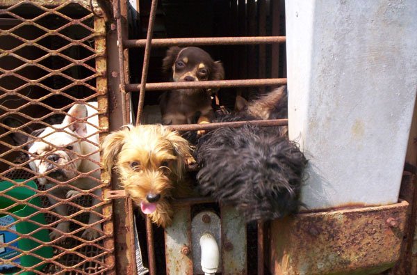 PETAShares's tweet image. Female dogs in #PuppyMills are usually killed or abandoned when they cannot have more babies. #AdoptDontBuy