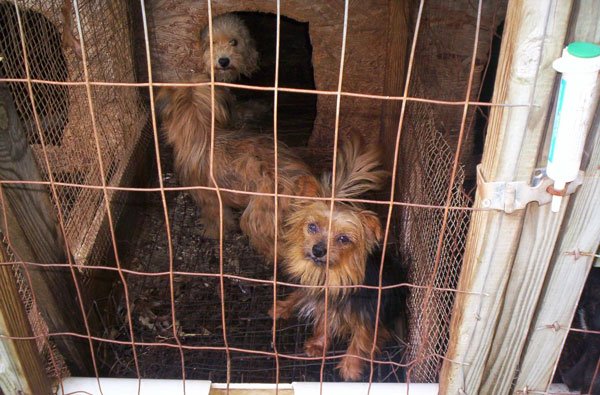 PETAShares's tweet image. Female dogs in #PuppyMills are usually killed or abandoned when they cannot have more babies. #AdoptDontBuy