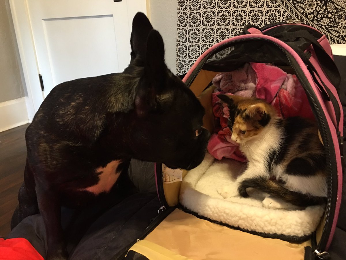fozzibehr's tweet photo. I found a new friend at SPCA in St.Pets💕. Meet Sally. https://t.co/KT97wXbjF7