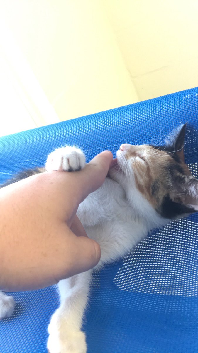 fozzibehr's tweet photo. I found a new friend at SPCA in St.Pets💕. Meet Sally. https://t.co/KT97wXbjF7
