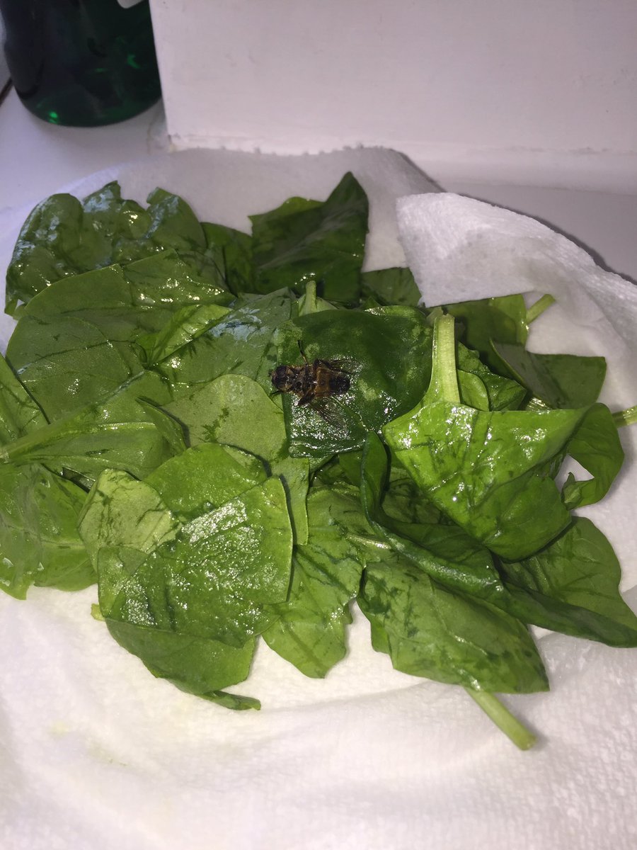 KylieDoherty1's tweet photo. @Tesco didn't ask for the extra protein in my spinach 🙈😁😁 #ThanksButNoThanks https://t.co/PAO77ctZ0w