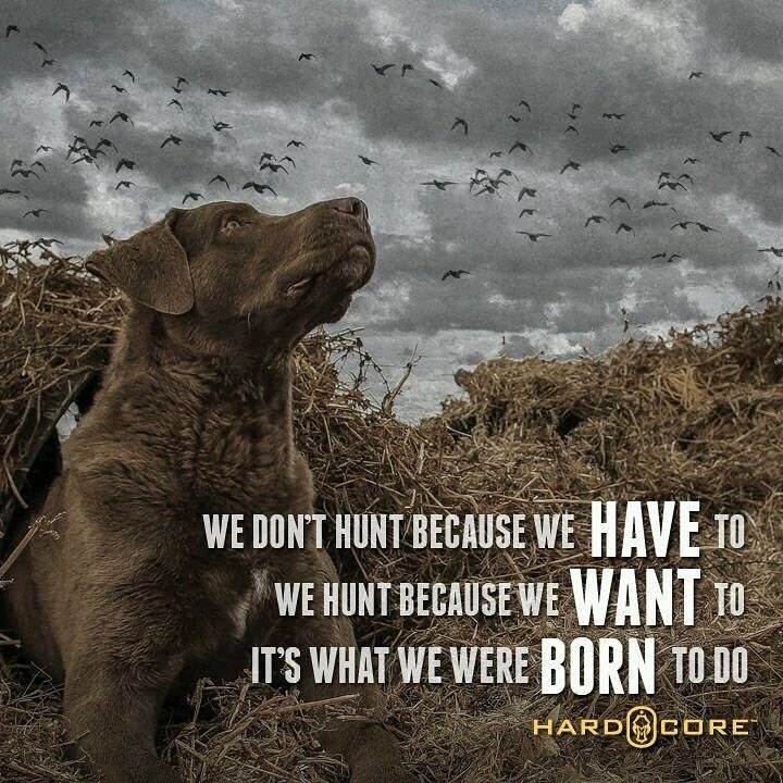 dakotadogseries tweet picture