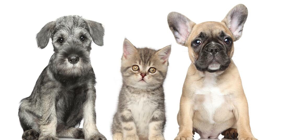 dogandbone_walk's tweet photo. Hi! We are Dog &amp; Bone, a dog walking/pet service in Leamington. Please share! #MidlandsHour #leamington #dogwalker https://t.co/NgQY1aqHJA