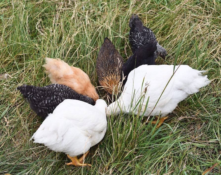 studiohillvt's tweet photo. A nice bouquet of assorted poultry. Life is good on grass 😊 #vt #vermont #grassfed #meatcsa https://t.co/cWTJQL0tVX https://t.co/edQ9ucVb8q