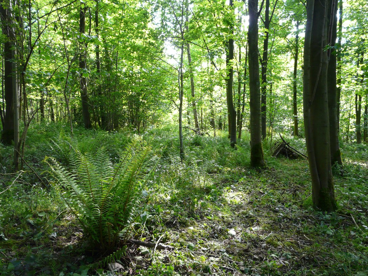 YForestfolk's tweet photo. Thank you to the #Forestry Commission @ForestryCommEng for helping get the woods ready for our new #toddlergroup! https://t.co/niog1BOa9y