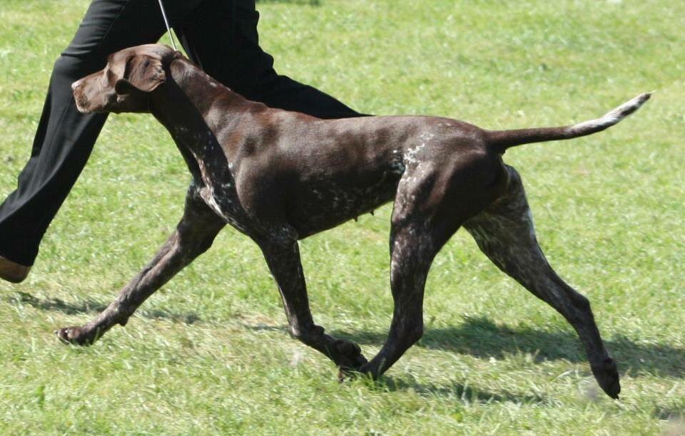 missing_pets1's tweet photo. π Please RT to remind folk to keep looking for #findmissingangel She should be at home #findangel #Barnsley π https://t.co/4fVSa2Fjpq