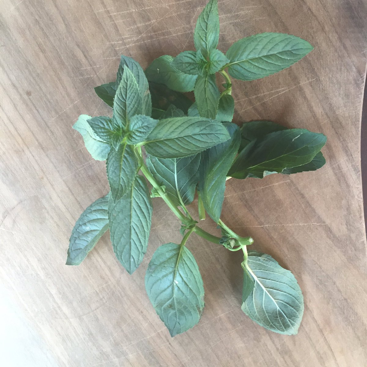 katlevitt's tweet image. Cooking tonight for charity  @wslincolnpark at 6:30pm. I hope to see you there!! 🌱 #craveCCC