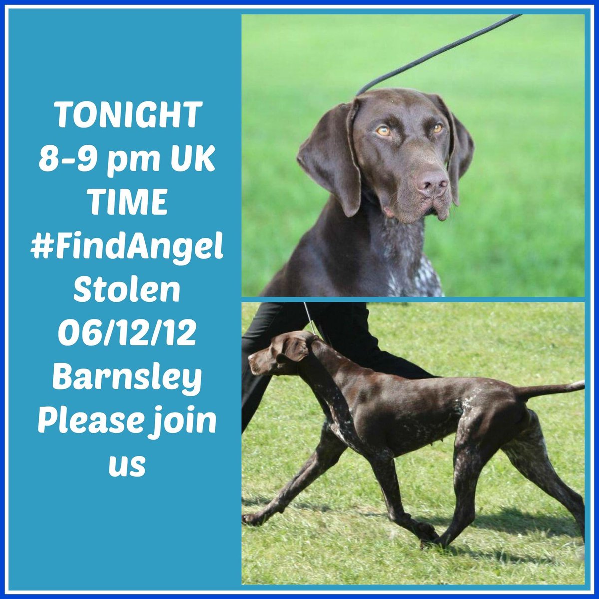 LisaLisaw1's tweet photo. Please join us tonight @8pm #FindAngel #FindMissingAngel #Barnsley #Yorkshire @VetsGetScanning @pettheftaware https://t.co/NS75MKfZ1D