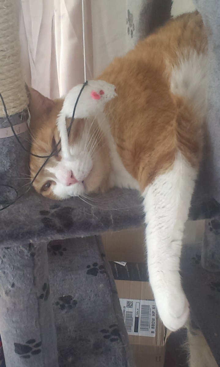 CalvinRescueCat's tweet photo. #calvinsthoughts Sure it's only #whiskerswednesday ? Feel like it's #caturday ! #catsoftwitter #catsbeingdramatic https://t.co/DBsPOnq3jI