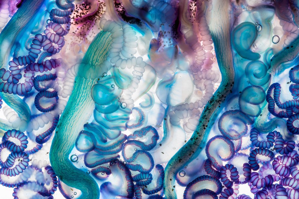 thisiscolossal's tweet photo. Illuminated Portraits of Live Portuguese Man o’ War Captured by Aaron Ansarov https://t.co/bUqNRCVaoR https://t.co/goAwidCAVX
