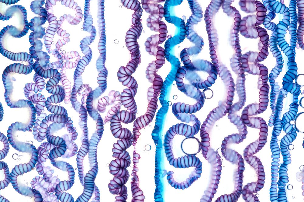 thisiscolossal's tweet photo. Illuminated Portraits of Live Portuguese Man o’ War Captured by Aaron Ansarov https://t.co/bUqNRCVaoR https://t.co/goAwidCAVX