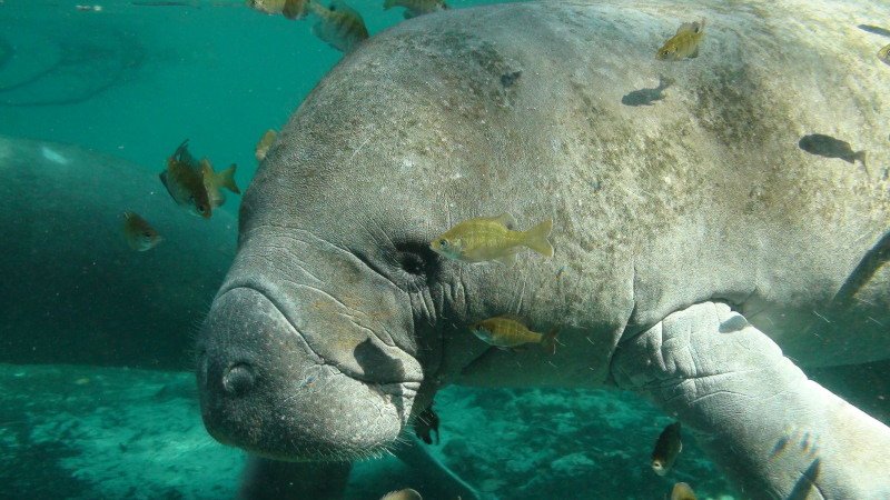 Common sense boating tips to help you avoid manatees on the water this summer: ow.ly/8uCT3010BdD (PC: USFWS)