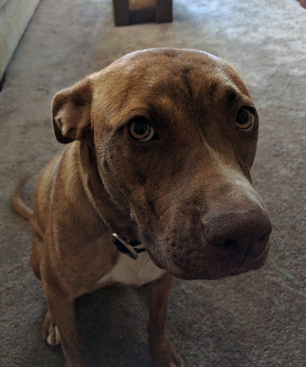 _Lexi_Lu_'s tweet photo. My cute, not so little puppy! #puppylove #CutePet #snuggles https://t.co/sX5EqGVLXv